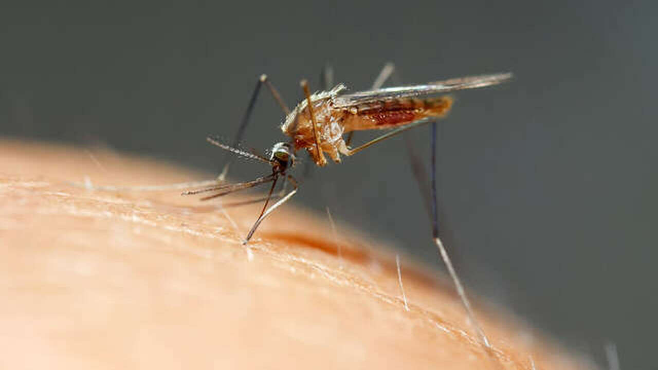 Болезнь привезла туристка с Сейшел.