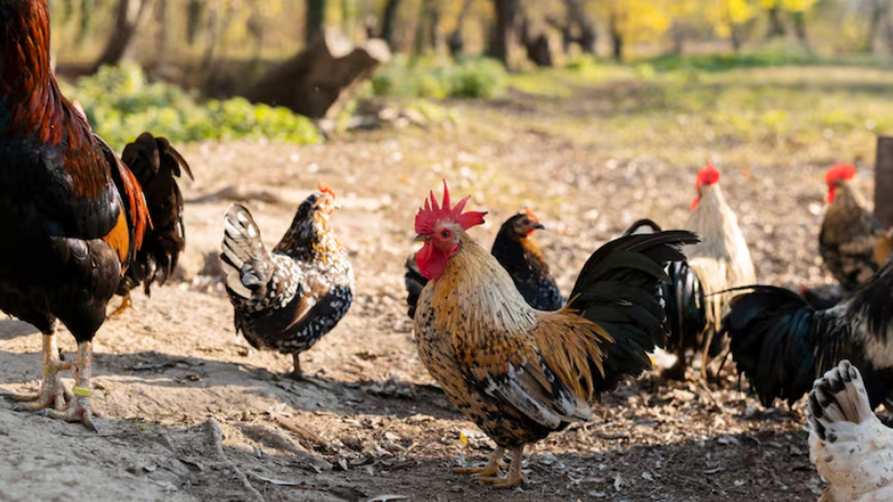 Превращаем теплицу в идеальный курятник для зимовки домашней птицы: полезные советы Зимний курятник в теплице: как обустроить и сох...