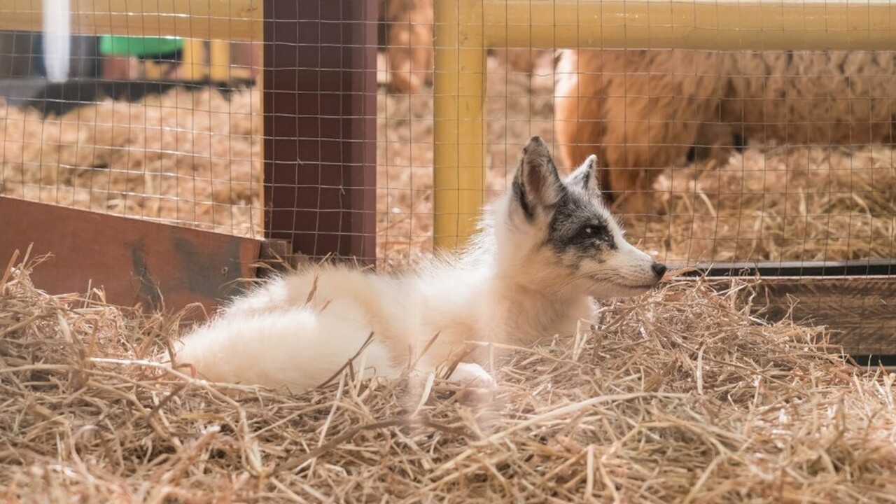Никаких волков: в России грозит штраф до 100 тысяч за содержание диких животных дома В Российской Федерации планируется введение адм...