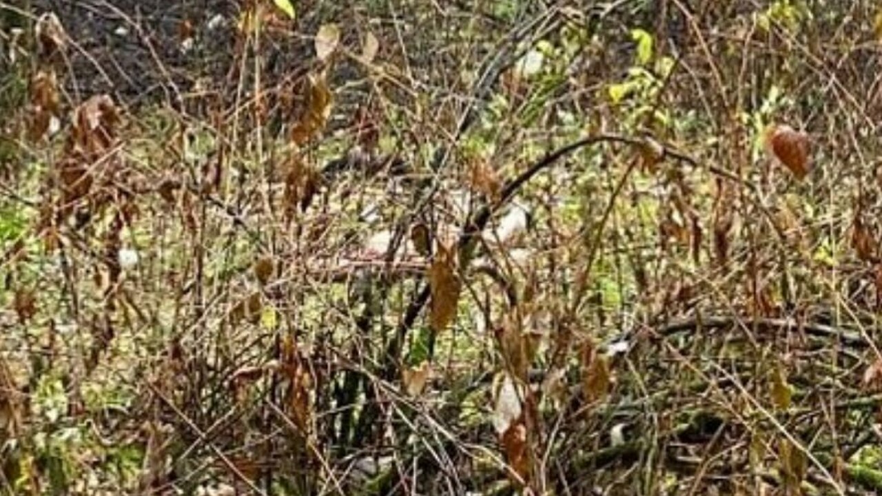 Голое тело женщины без головы обнаружили в Екат...