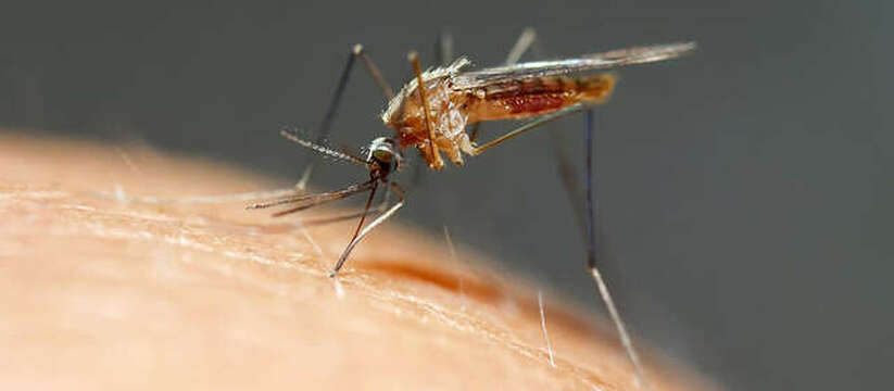 Болезнь привезла туристка с Сейшел.