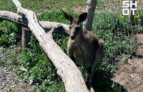 В Ростовской области ищут кенгуру, сбежавшего и...