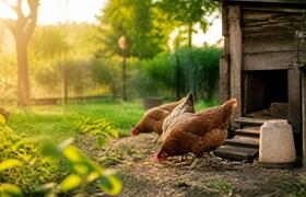 Россиян обяжут регистрировать кур и другую дома...