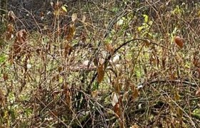 Тело без одежды и головы обнаружили в Екатеринб...